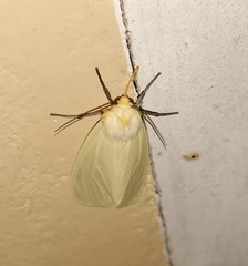 Pareuchaetes pseudoinsulata