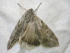 Capusa graodes