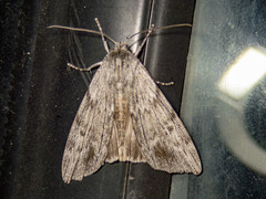 Capusa graodes