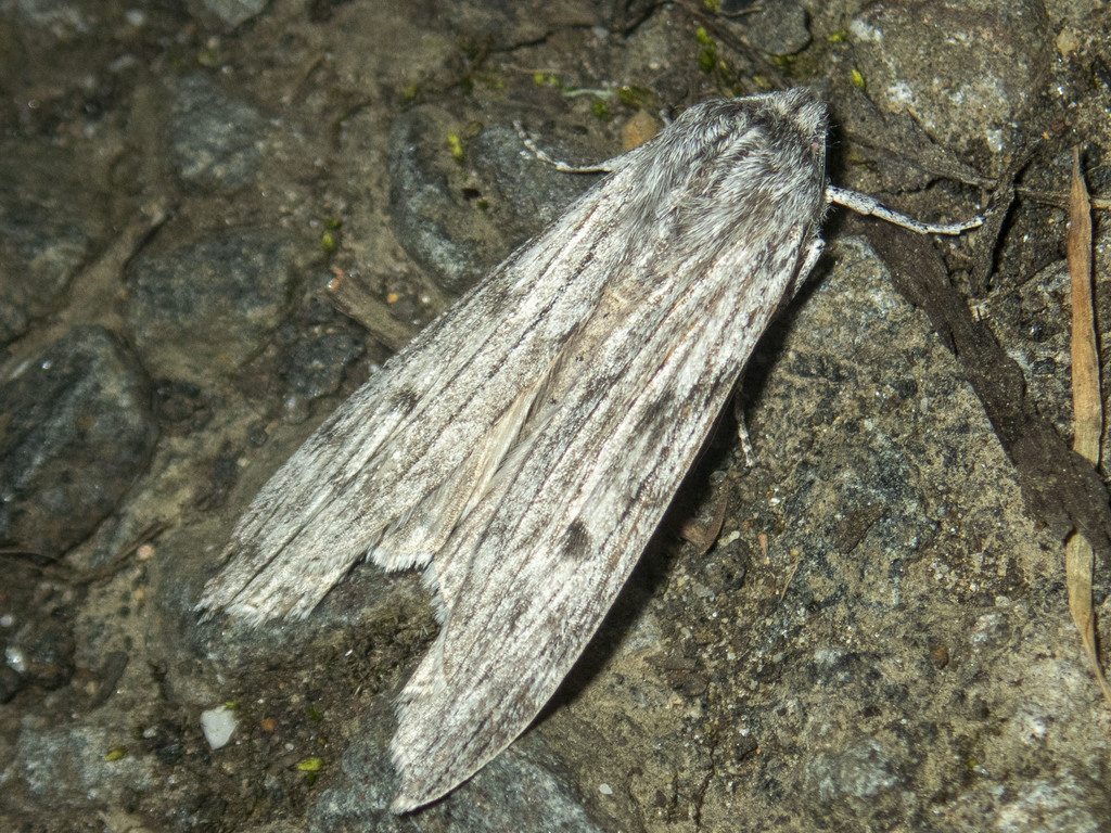 Capusa graodes