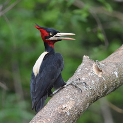 Campephilus leucopogon