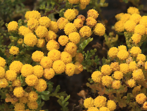Dune Stinkweed (Oncosiphon schlechteri)