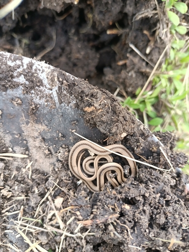Wide Ground Snake
