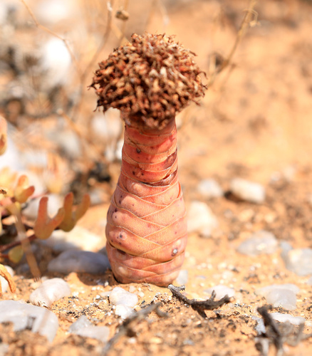 Crassula barklyi