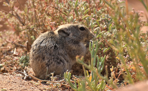 Brants's Whistling Rat (Parotomys brantsii)