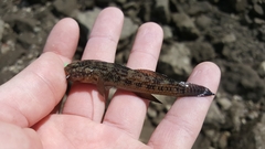 Bathygobius ramosus