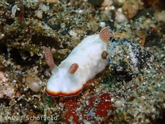 Goniobranchus verrieri