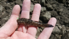Bathygobius ramosus