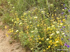 Eryngium campestre