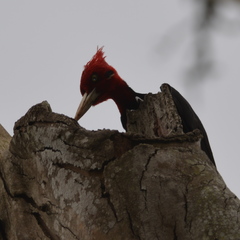 Campephilus leucopogon