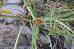 Cyperus planifolius