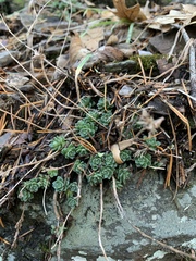 Sedum cockerellii