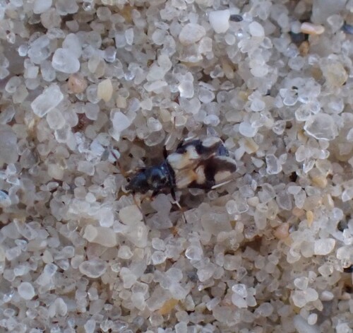 Macropternella marginalis