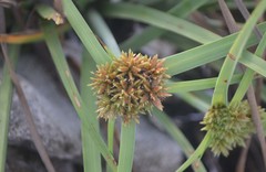 Cyperus planifolius
