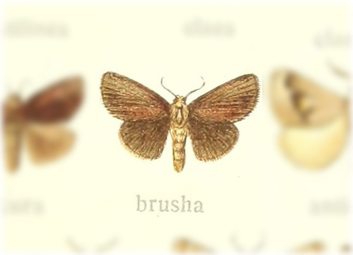 Isa brusha