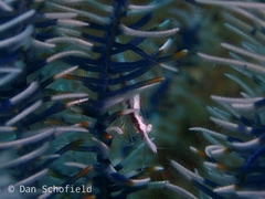 Periclimenes affinis