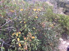 Frangula californica ursina