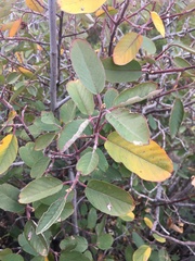 Frangula californica ursina