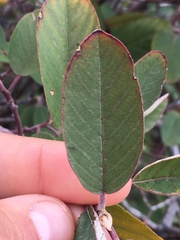 Frangula californica ursina