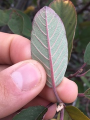 Frangula californica ursina