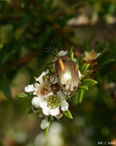 Colymbomorpha lineata