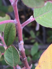 Frangula californica ursina