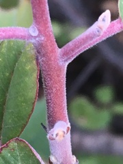 Frangula californica ursina