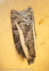Acleris gloveranus
