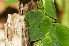 Monstera spruceana