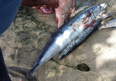 Acanthocybium solandri