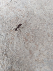 Ectatomminae
