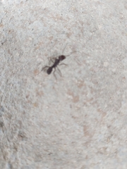 Ectatomminae