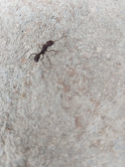 Ectatomminae