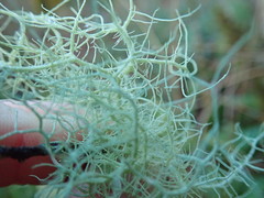 Usnea cornuta