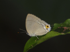 Tajuria iapyx