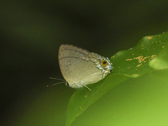 Tajuria iapyx