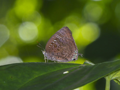 Arhopala araxes