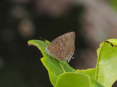 Arhopala araxes