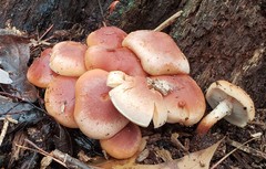 Hypholoma lateritium