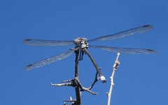 Archilestes
