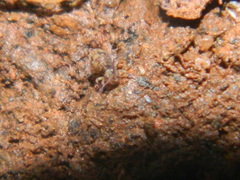 Ptenothrix beta