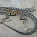 Eastern Side-blotched Lizard - Photo (c) Michael Price, some rights reserved (CC BY-NC-ND), uploaded by Michael Price