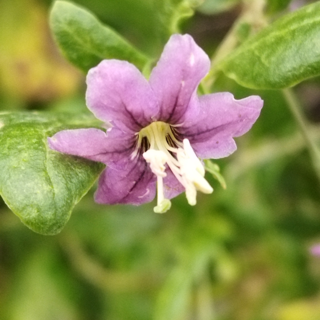 Lycium barbarum, 4292 Dobri dol, Bulgaria