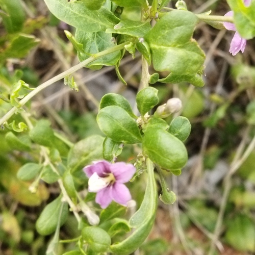 Lycium barbarum