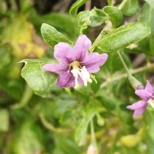 Lycium barbarum