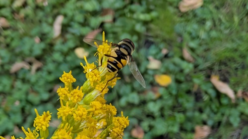 Unknown species found near Cambridge Highlands, Cambridge, MA, USA