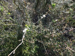 Metastelma arizonicum