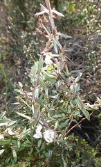 Metastelma arizonicum