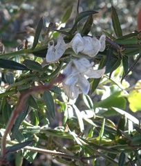 Metastelma arizonicum