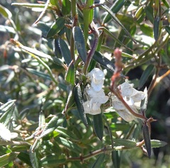 Metastelma arizonicum